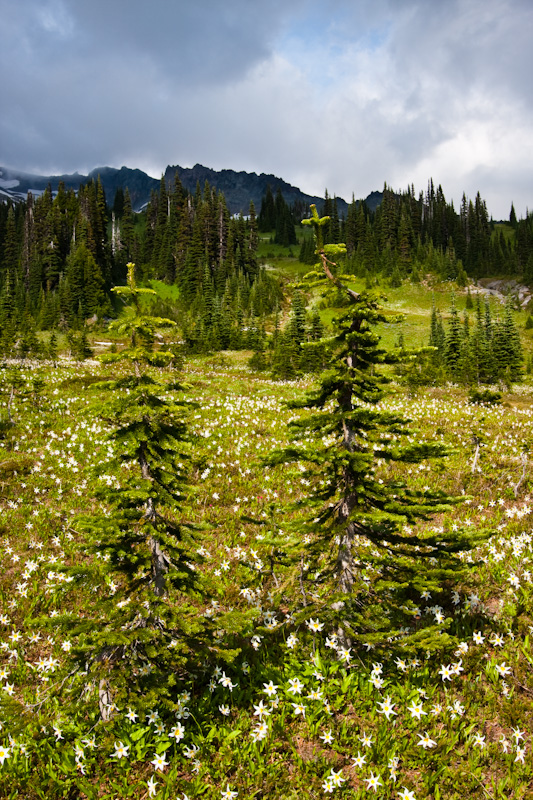 Subalpine Firs And  White Fawn Lilys